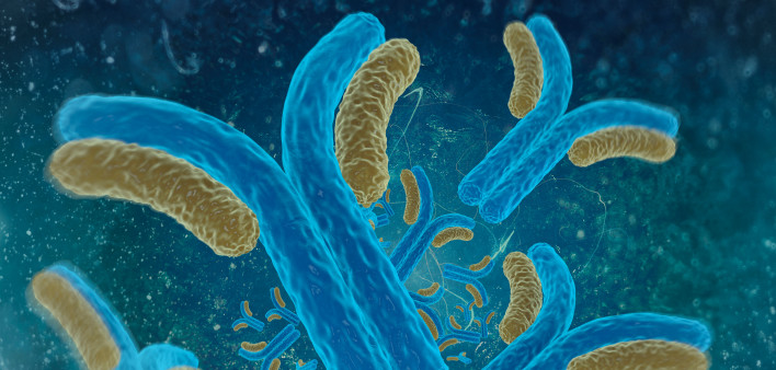 Digital illustration antibodies