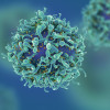 T-cells