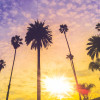 palm trees against colorful sky