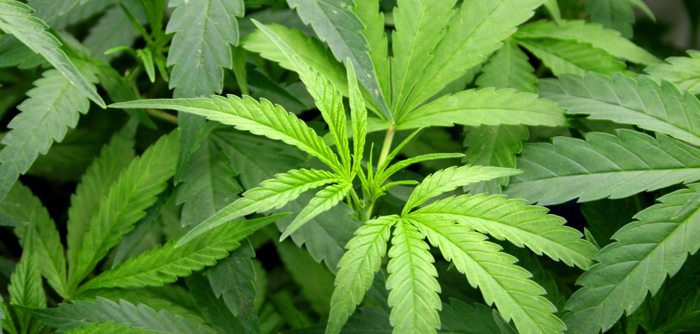 Marijuana Use Not Linked to Worse After a Liver Transplant Hep