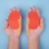 hands holding paper illustrations of kidneys