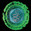Herpes Virus