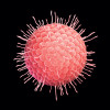 Varicella-Zoster Virus