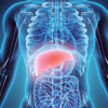 illustration liver in model of human