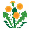 illustration of Dandelion