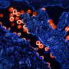 Transmission electron micrograph of HIV-1 virus particles (red) budding and replicating from a segment of a chronically infected H9 cell (blue).