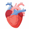illustration of a heart