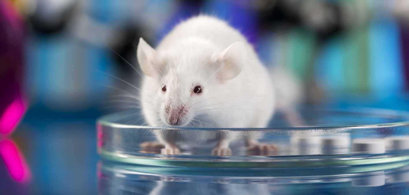 does tirzepatide cause breast cancer Mouse Study Finds Tirzepatide Slowed Obesity-Associated Breast Cancer  Growth