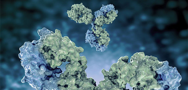 Antibodies
