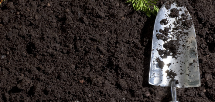 freshly pulled carrots laying on dirt