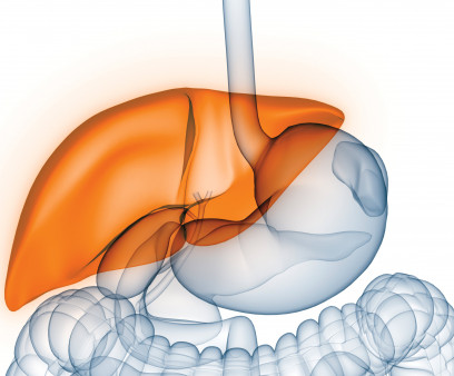 liver illustration digestive tract