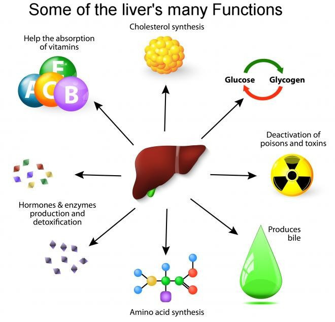 Hepatitis C, The Liver, Hormones, and Recovery Hep